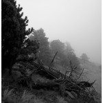 Cold mist by dub house